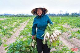 Củ cải được mùa, được giá, nông dân phấn khởi thu hoạch