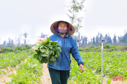 Mướt xanh trên những cánh đồng vụ đông