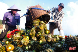 Hà Tĩnh từng bước hình thành nông nghiệp đa giá trị, thân thiện với môi trường