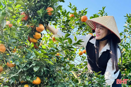 Nông sản “made in Hà Tĩnh” rộn ràng ra chợ Tết