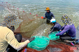 Tôm đầu vụ được giá, người nuôi phấn khởi thu hoạch
