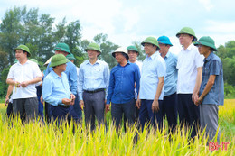 Chủ tịch UBND tỉnh: Tập trung thu hoạch nhanh gọn lúa hè thu để né tránh thiên tai