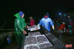 Vươn khơi khai thác vụ cá Bắc