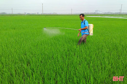 Đạo ôn lá "xuất kích", nông dân lo bảo vệ lúa xuân