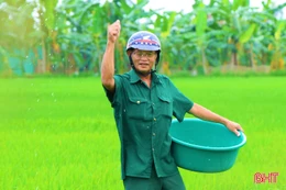 Đồng lúa “thì con gái”: Chăm đúng lúc, quyết định cả vụ mùa