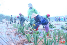 Triển khai trồng 6 ha dứa liên kết với doanh nghiệp tại Cẩm Hưng