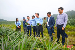 Từ liên kết sản xuất đến hình thành hệ sinh thái nông nghiệp, Hà Tĩnh từng bước nâng tầm nông sản