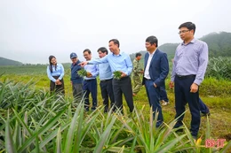 Từ liên kết sản xuất đến hình thành hệ sinh thái nông nghiệp, Hà Tĩnh từng bước nâng tầm nông sản