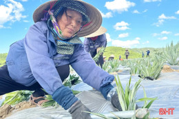 Liên kết trồng dứa ở Hà Tĩnh: Lượng - chất song hành, đảm bảo bền vững!