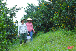 Rực vàng những vườn cam chín mọng ở Hà Tĩnh