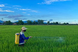 Nắng mưa đan xen, lo phòng sâu, bệnh “tấn công” lúa hè thu