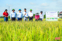Hà Tĩnh nhân rộng mô hình lúa tưới khô – ướt xen kẽ, hướng đến 5.000 ha vụ xuân 2026
