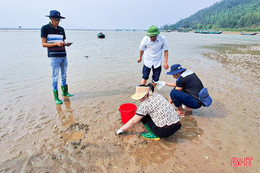 Ngành chuyên môn Hà Tĩnh cảnh báo nguy cơ hàu, ngao chết hàng loạt 