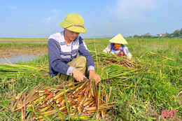 Lần đầu tiên trồng thành công cây niễng trên đất lúa kém hiệu quả