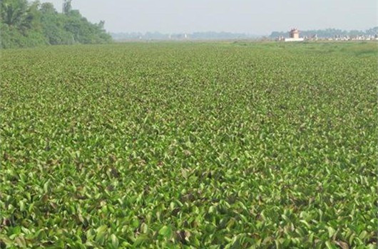 Mặt sông Ba Nái từ lâu đã trở thành một thảm bèo