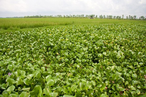 Bèo sống chung với lúa