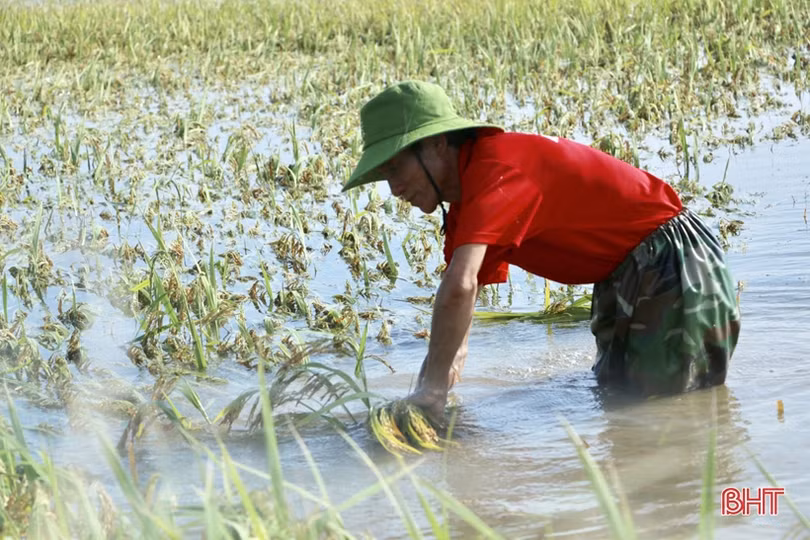 Nông dân Hà Tĩnh bì bõm gặt lúa ngập sâu trong nước lũ