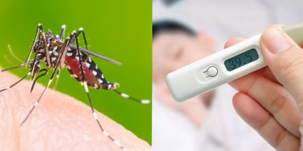 Những điều có thể bạn chưa biết về sốt xuất huyết Dengue 1 Những điều có thể bạn chưa biết về sốt xuất huyết Dengue