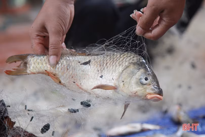 Người dân Hà Tĩnh liều mình đánh bắt cá giữa dòng nước lũ