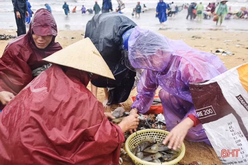 Gần 1 tấn sò vẹm dạt bờ, người dân Cẩm Nhượng thi nhau ra vớt