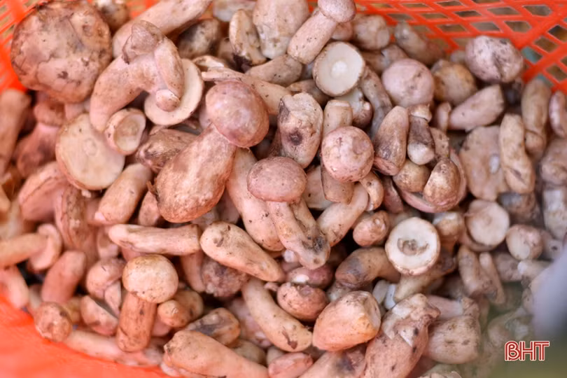 Trải nghiệm “săn” nấm tràm sau mưa ở Kỳ Anh