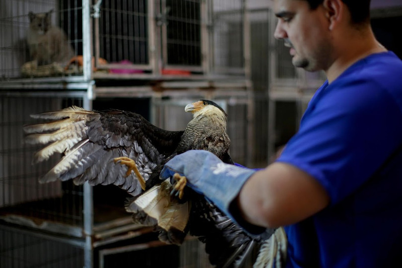 Động vật ở rừng Amazon đang kêu cứu