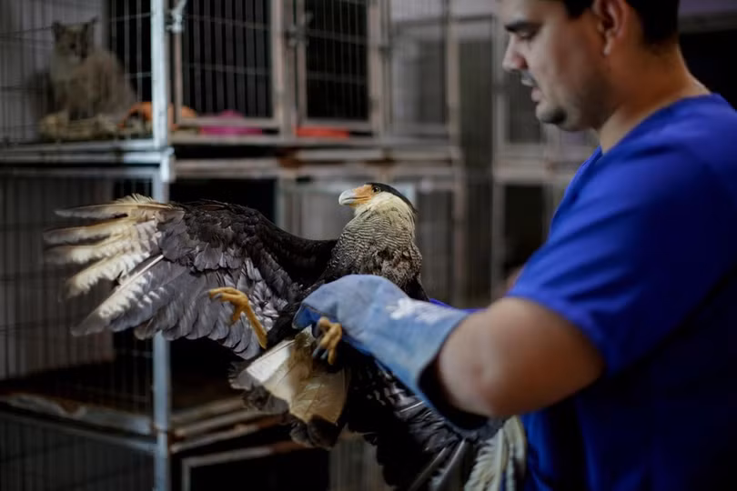 Động vật ở rừng Amazon đang kêu cứu