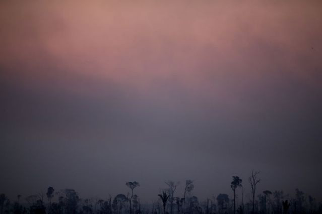 Động vật ở rừng Amazon đang kêu cứu