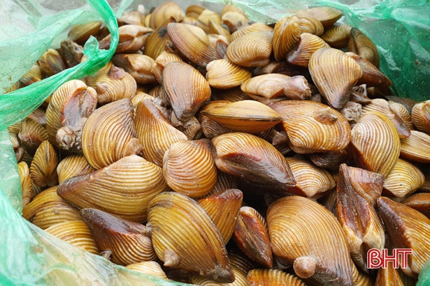 Người dân Lộc Hà “săn” nghêu biển sau mưa lớn