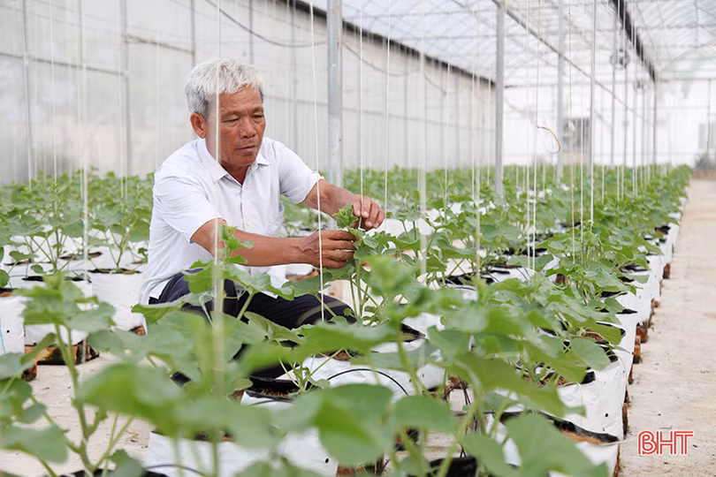 “Mục sở thị” vườn dưa lưới cho thu nhập gần nửa tỷ đồng mỗi năm ở Hà Tĩnh