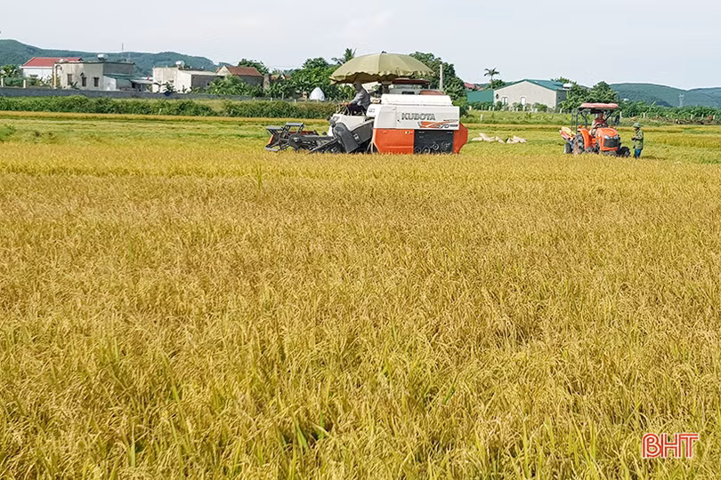 Hiệu quả kinh tế tăng 15 - 20% từ những cánh đồng “4 cùng” ở Hà Tĩnh