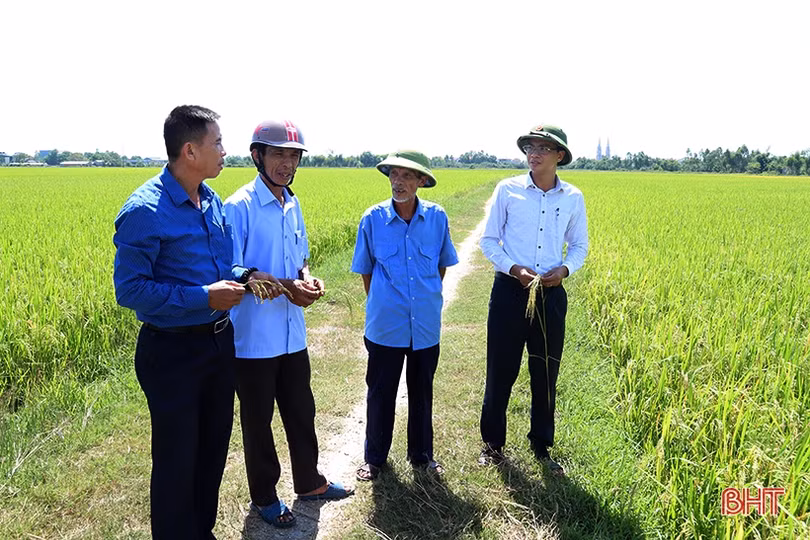 Cụ thể hóa Nghị quyết Đại hội Đảng bộ huyện, Can Lộc đẩy mạnh sản xuất lúa hàng hóa, quy mô lớn