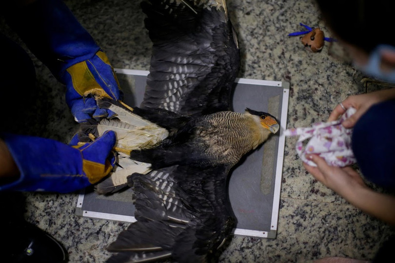 Động vật ở rừng Amazon đang kêu cứu