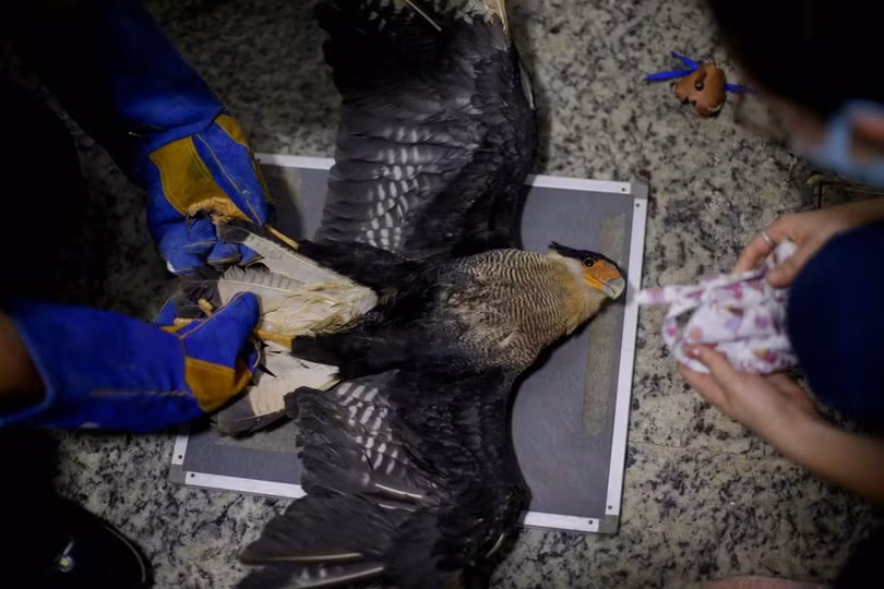 Động vật ở rừng Amazon đang kêu cứu