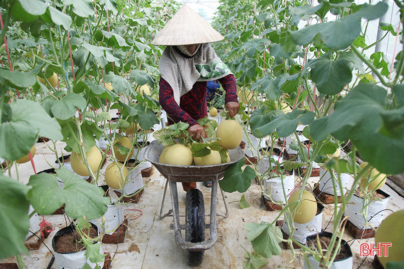 “Mục sở thị” vườn dưa lưới cho thu nhập gần nửa tỷ đồng mỗi năm ở Hà Tĩnh ảnh 12 “Mục sở thị” vườn dưa lưới cho thu nhập gần nửa tỷ đồng mỗi năm ở Hà Tĩnh