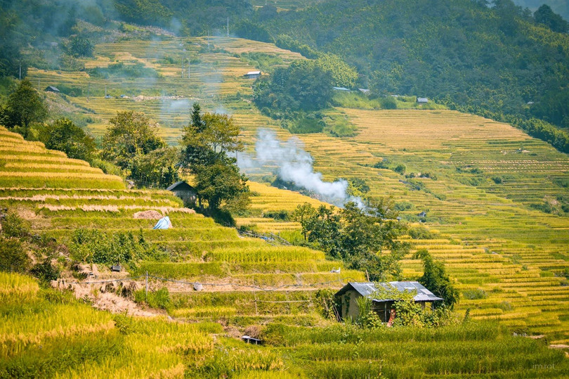 Y Tý mùa lúa chín vàng