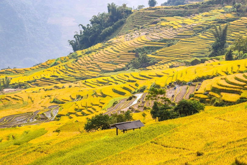 Y Tý mùa lúa chín vàng