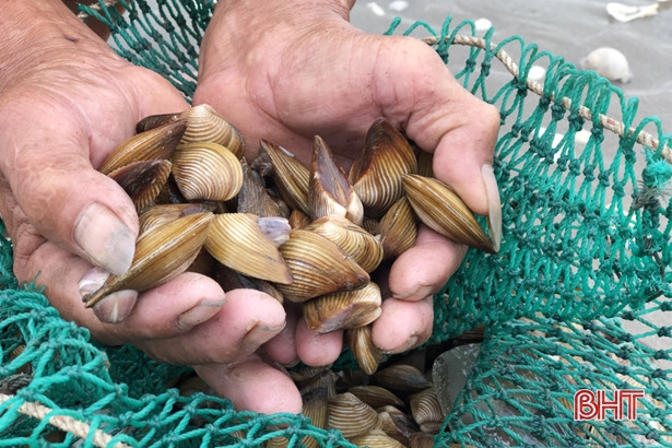 Người dân Lộc Hà “săn” nghêu biển sau mưa lớn