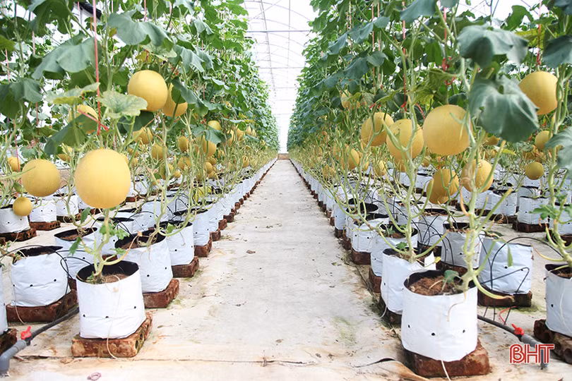 “Mục sở thị” vườn dưa lưới cho thu nhập gần nửa tỷ đồng mỗi năm ở Hà Tĩnh