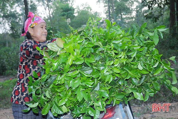 Hà Tĩnh có 15 đặc sản được đăng ký bảo hộ thương hiệu, nhãn hiệu