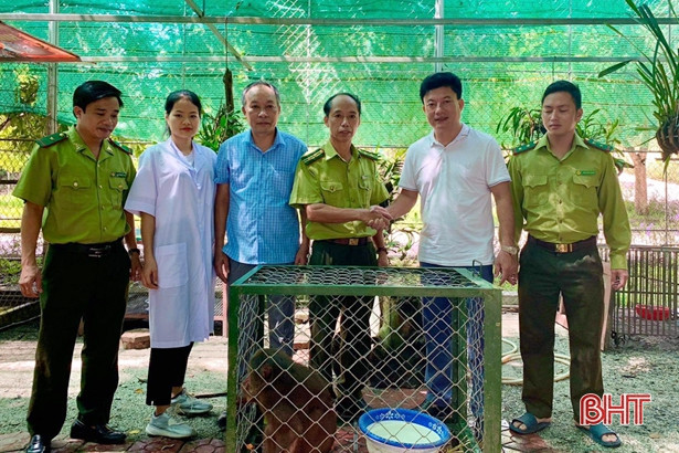 Kiểm lâm Lộc Hà bàn giao khỉ mặt đỏ để thả về môi trường tự nhiên