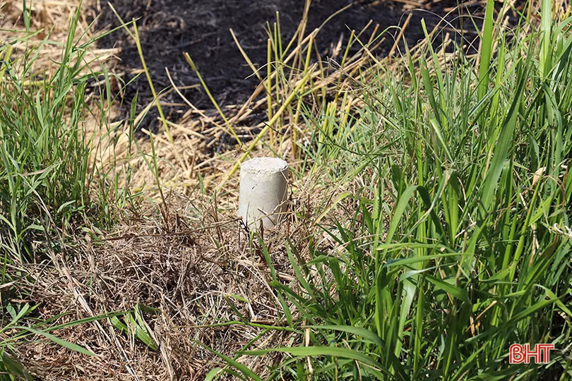 Hiệu quả kinh tế tăng 15 - 20% từ những cánh đồng “4 cùng” ở Hà Tĩnh