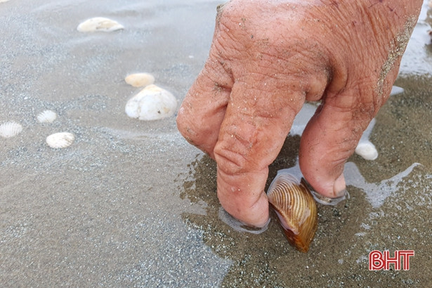 Người dân Lộc Hà “săn” nghêu biển sau mưa lớn