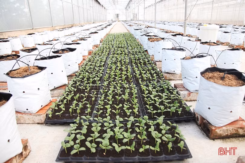 “Mục sở thị” vườn dưa lưới cho thu nhập gần nửa tỷ đồng mỗi năm ở Hà Tĩnh