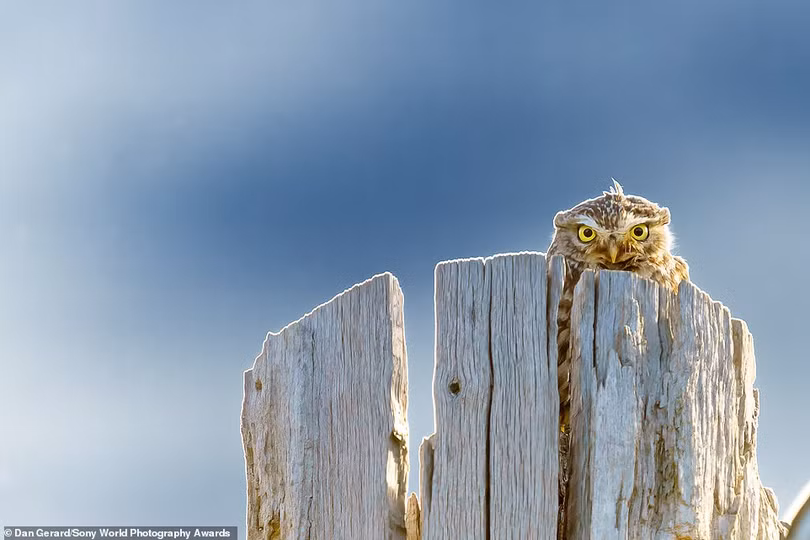 Mãn nhãn loạt ảnh đẹp dự thi giải Sony World Photography Awards 2021
