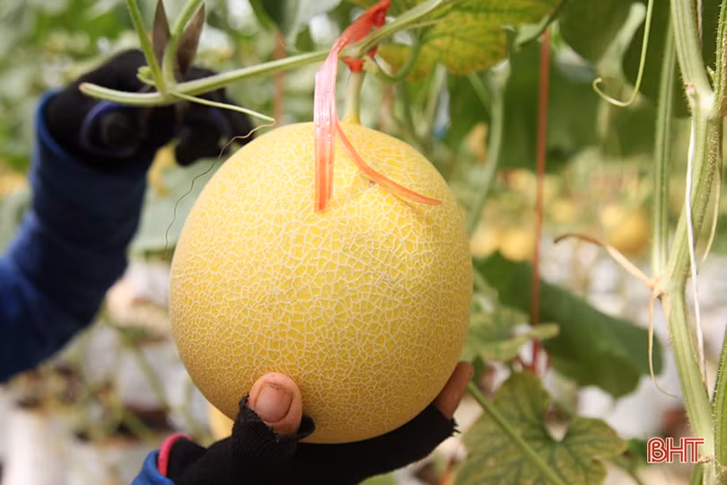 “Mục sở thị” vườn dưa lưới cho thu nhập gần nửa tỷ đồng mỗi năm ở Hà Tĩnh