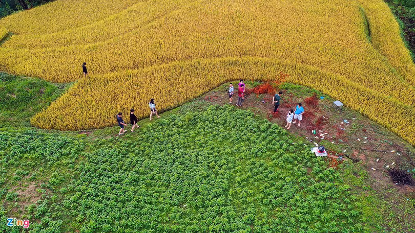 Mùa lúa chín ở Mù Cang Chải