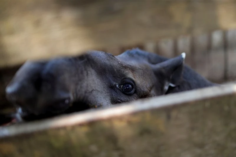 Động vật ở rừng Amazon đang kêu cứu