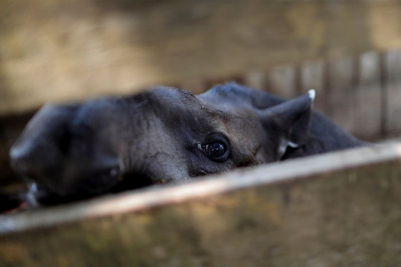 Động vật ở rừng Amazon đang kêu cứu