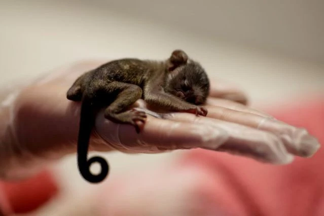 Động vật ở rừng Amazon đang kêu cứu